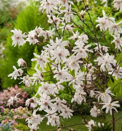 Magnolie 'Stellata' - Biberbaum