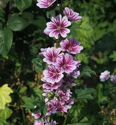Malva sylvestris 'Zebrina' -  Muskuskaasjeskruid