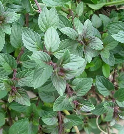 Mentha Piperita 'Chocolate' - Chocolademunt