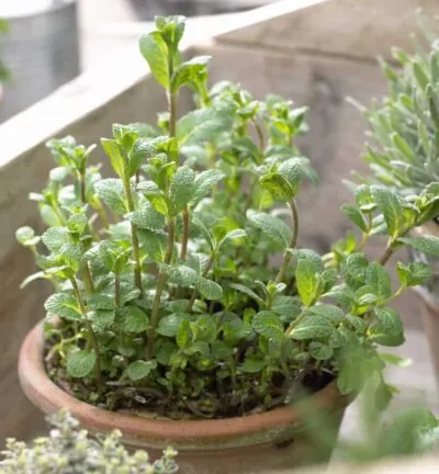 Mentha Piperita - Pepermunt