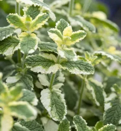 Mentha rotundifolia 'Variegata' - Ananasmunt