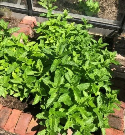 Mentha spicata - Groene Munt