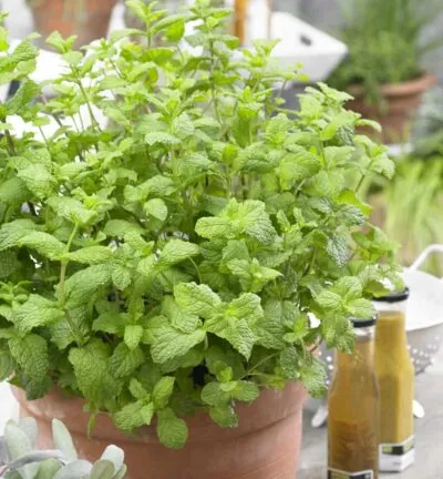 Mentha spicata 'Maroccan' - Marokkaanse munt