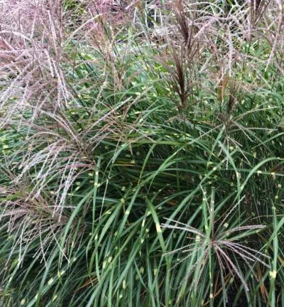 Miscanthus sinensis 'Strictus' - Prachtriet