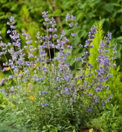 Nepeta faassenii ´Walker´s low´ - Kattenkruid