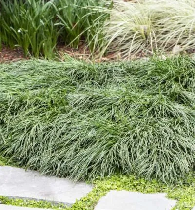 Ophiopogon japonicus - Japans Slangengras