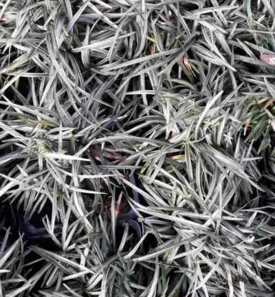Ophiopogon japonicus 'Variegata' - Japans Slangengras