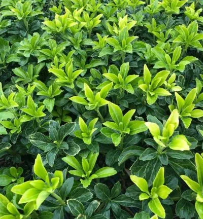 Pachysandra terminalis 'Green Sheen' - Schatten spendendes Kraut