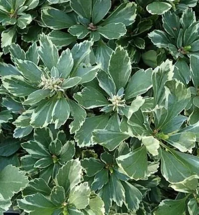 Pachysandra terminalis 'Variegata' - Schaduwkruid