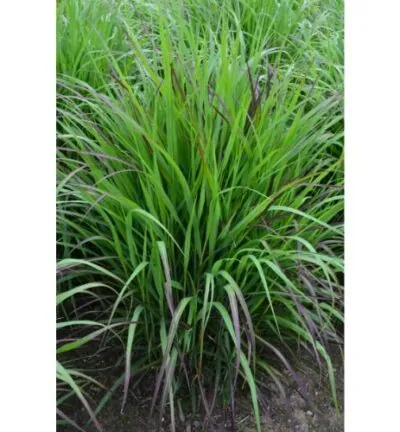 Panicum virgatum 'Shenandoah' - Vingergras