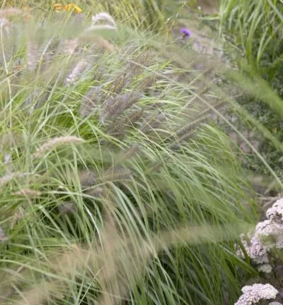 Pennisetum alopecuroides 'Black Beauty' - Lampenpoetsersgras