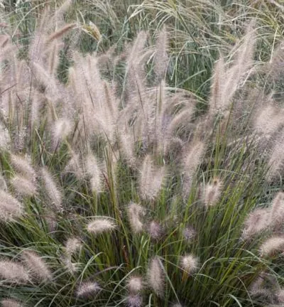 Pennisetum alopecuroides 'Cassian' - Lampenpoetsersgras