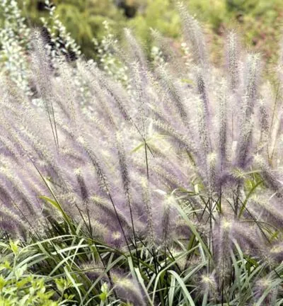 Pennisetum alopecuroides 'Moudry' - Lampenpoetsersgras