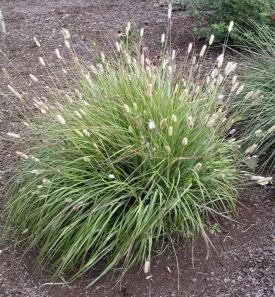 Pennisetum messiacum 'Red Bunny Tails' (=massaicum) - Lampenpoetsersgras