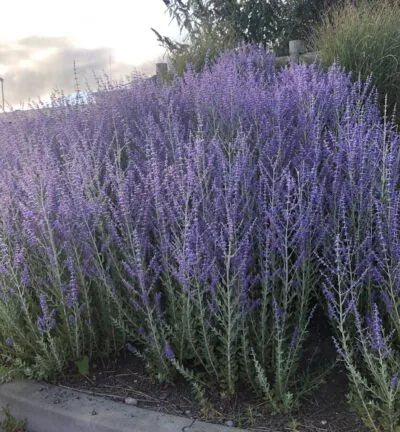 Perovskia atriplicifolia 'Blue Spire' - Reuzenlavendel