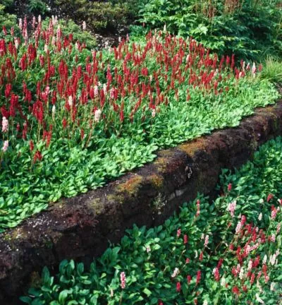 Persicaria affinis 'Superba' - Duizendknoop