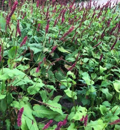 Persicaria ampelixcaulis 'Speciosa' - Duizendknoop