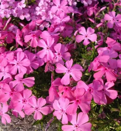 Phlox subulata 'McDaniel's Cushion' - Vlambloem