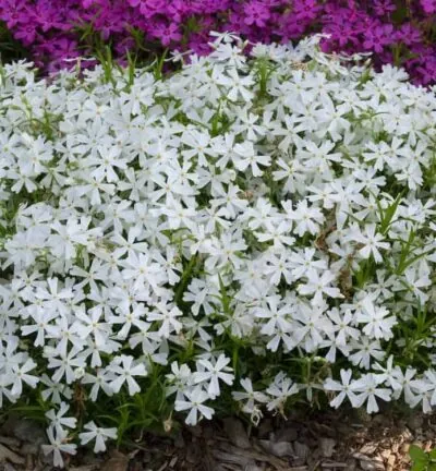 Phlox subulata 'White Delight' - Vlambloem