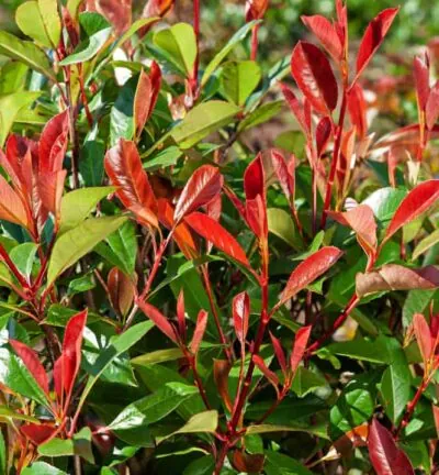 Photinia fraseri 'Red Robin' - Glansmispel