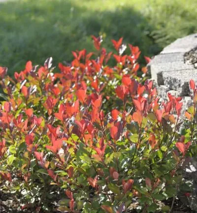 Photinia fraseri 'Little Red Robin' - Glansmispel