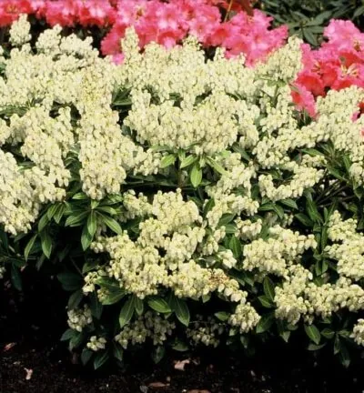 Pieris japonica 'Debutante' - Felsenheide