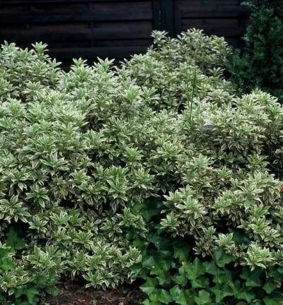 Pieris japonica 'Little Heath' - Rotsheide