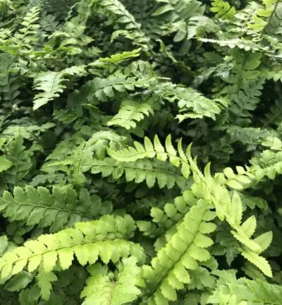 Polystichum 'polyblepharum' - Naaldvaren