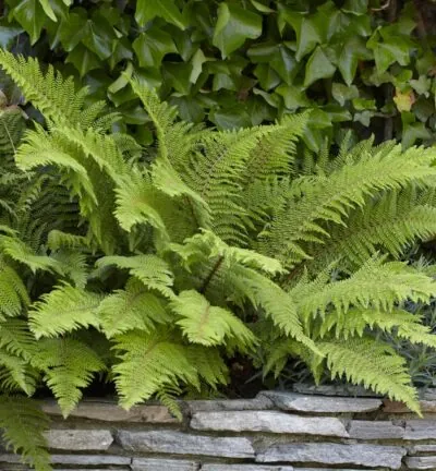 Polystichum setiferum 'Proliferum' - Naaldvaren