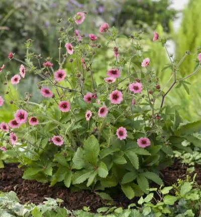 Potentilla nepalensis 'Miss Willmott' - Ganzerik