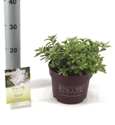 Rhododendron ENCORE® 'Autumn Moonstruck' - Azalea