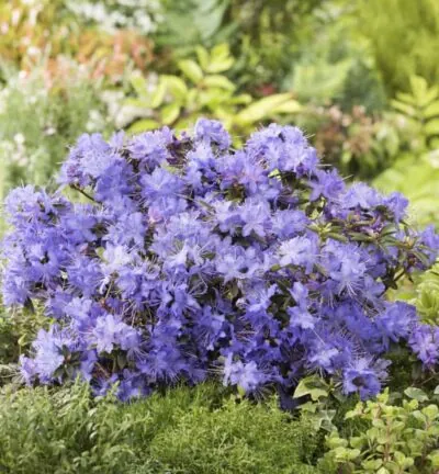 Rhododendron 'Blue Tit' - Dwerg rododendron