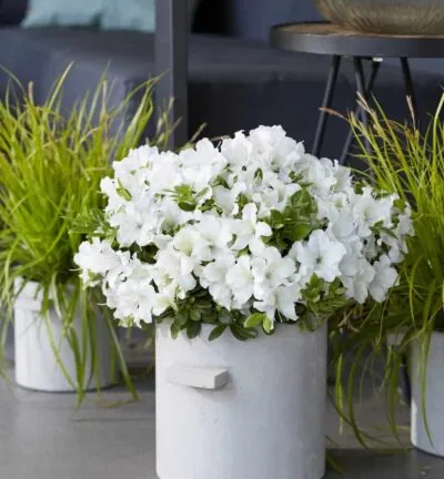 Rhododendron ENCORE® 'Pure White' Julia - Azalea