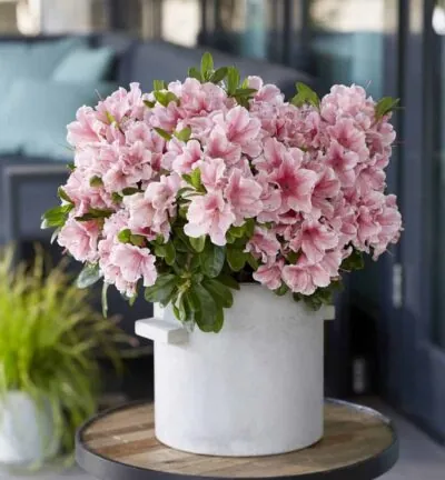 Rhododendron ENCORE® 'Sunburst' - Azalea