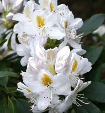 Rhododendron 'Madame Masson' - Rododendron