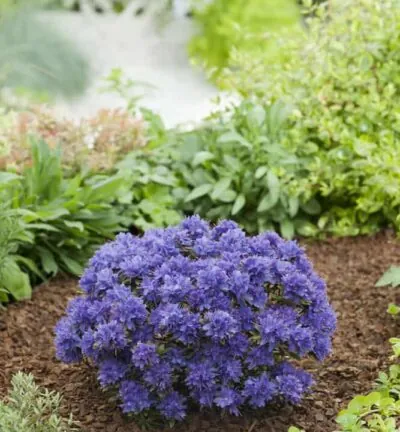 Rhododendron 'Russatum' - Rododendron