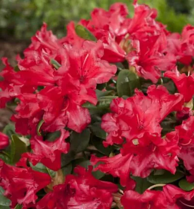 Rhododendron 'Scarlet Wonder' - Dwerg rododendron