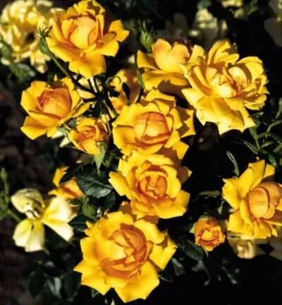 Rosa (PA) 'Amber Nectar' - Trosroos