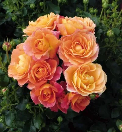 Rosa (T) 'Bonfire' - Trosroos