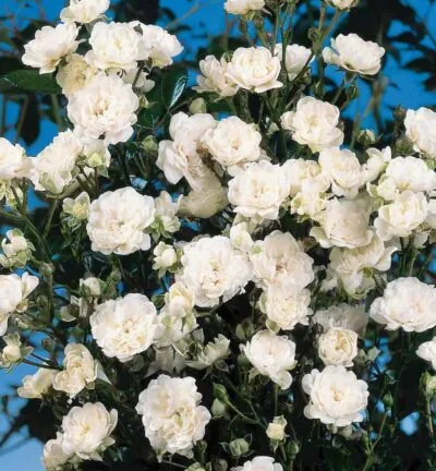 Rosa (P) 'Crystal Fairy' - Trosroos