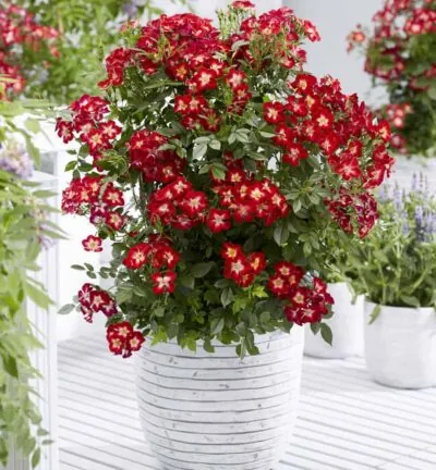 Rosa Everglow Ruby - Roos