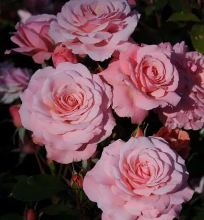 Rosa (F) 'Evy' - Trosroos