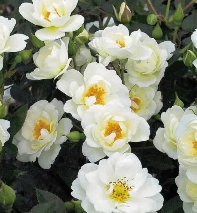 Rosa (H) Kent - Trosroos