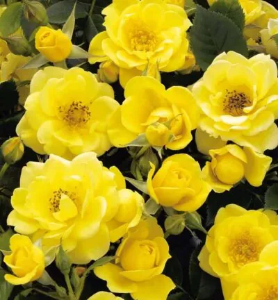 Rosa (P) 'the Fairy Dolly Dot' - Trosroos