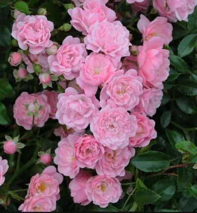 Rosa (P) 'the Fairy' - Trosroos