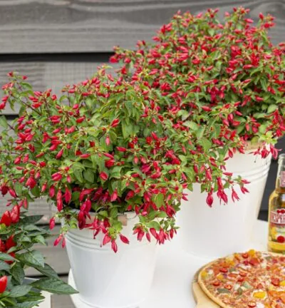 Fuchsia 'Chilli Red' ® - Bellenplant