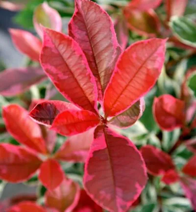 Photinia fraseri 'Pink Marble'  (='Cassini') - Glansmispel
