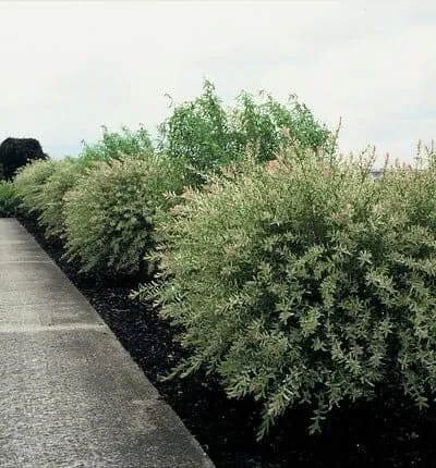 Salix integra 'Hakuro Nishiki' - Bonte Wilg