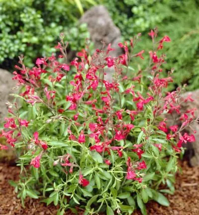 Salvia greggii 'Lipstick' - Salie