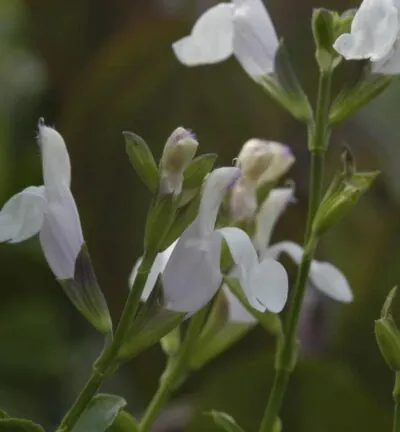 Salvia microphylla 'Gletsjer' - Salie